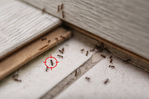 Best Affordable Pest Control Services  in Stuart, IA
