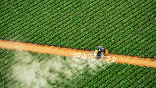 Wasp Removal Services in Stuart, IA